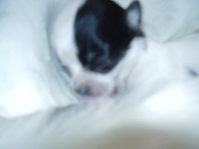 Bruiser 1.JPG