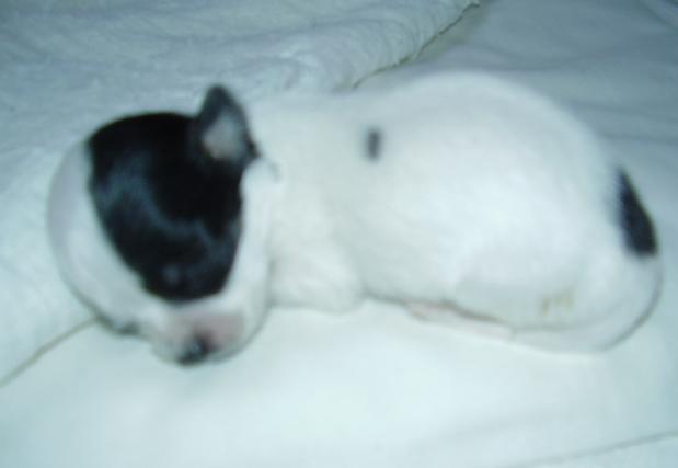 Bruiser 2.JPG