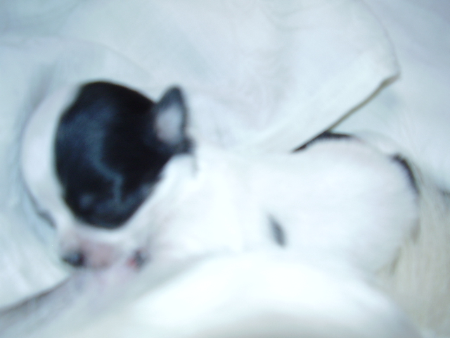 Bruiser 3.JPG