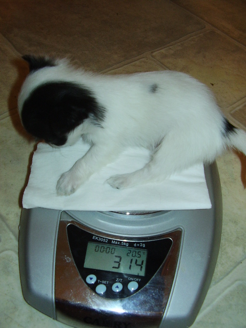 Brumicek 003.JPG